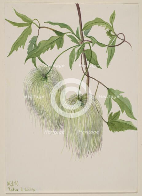 Untitled--Plant Study, 1939. Creator: Mary Vaux Walcott.
