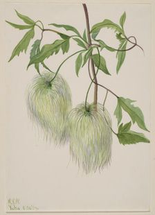 Untitled--Plant Study, 1939. Creator: Mary Vaux Walcott