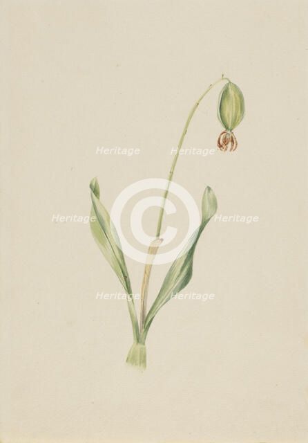 (Untitled) (Plant Study), ca. early 1930s. Creator: Mary Vaux Walcott.