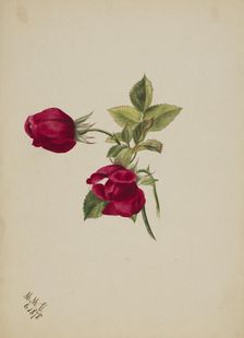 (Untitled--Rose), 1878. Creator: Mary Vaux Walcott