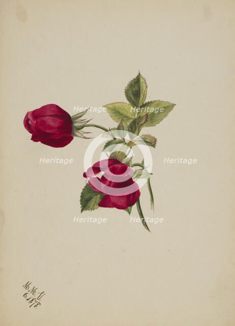 (Untitled--Rose), 1878. Creator: Mary Vaux Walcott.