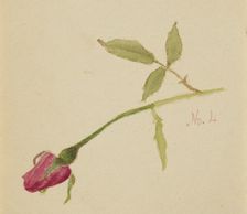 Untitled (Rose), 1872. Creator: Mary Vaux Walcott
