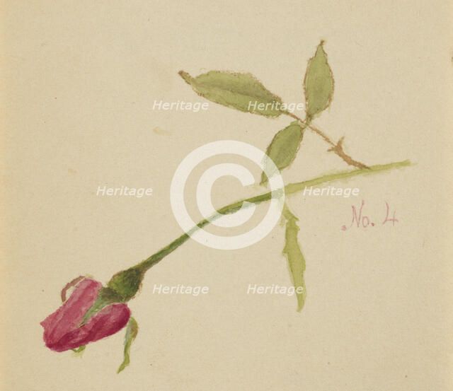 Untitled (Rose), 1872. Creator: Mary Vaux Walcott.