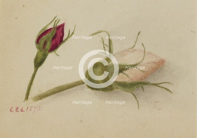 Untitled (Rosebuds), 1874. Creator: Mary Vaux Walcott.