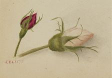 Untitled (Rosebuds), 1874. Creator: Mary Vaux Walcott
