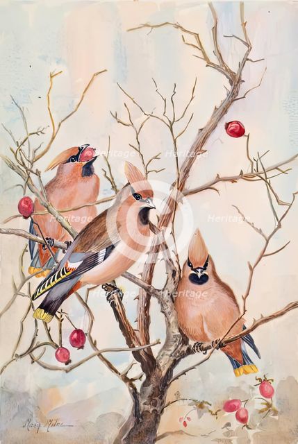 Untitled - rosehips, c1908. Creator: Mary Milne.