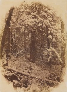 Untitled (Woods in Snow), 1859. Creator: William James Stillman (American, 1828-1901); J. W. Black