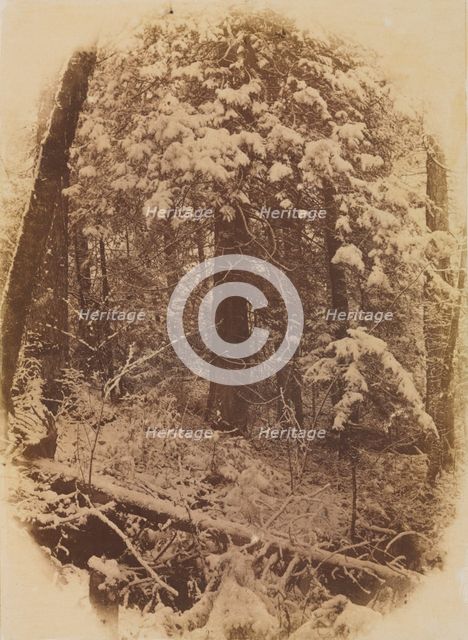 Untitled (Woods in Snow), 1859. Creator: William James Stillman (American, 1828-1901); J. W. Black.