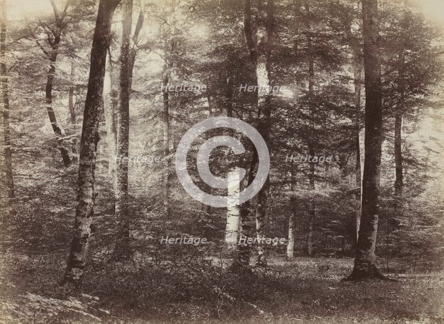 Untitled (The Forest of Fontainbleau), c. 1874. Creator: Constant Alexandre Famin (French, 1827-1888).