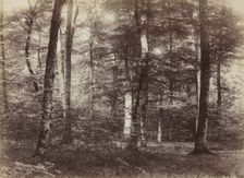 Untitled (The Forest of Fontainbleau), c. 1874. Creator: Constant Alexandre Famin (French, 1827-1888)