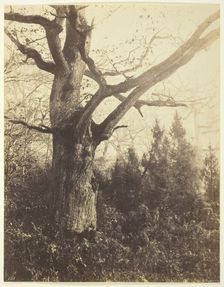 Untitled [tree], c. 1860. Creator: Eugène Cuvelier