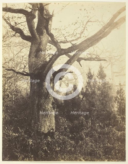 Untitled [tree], c. 1860. Creator: Eugène Cuvelier.