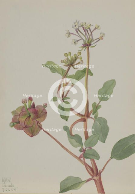 Untitled (Tripterocalyx pedunculatus), 1935. Creator: Mary Vaux Walcott.