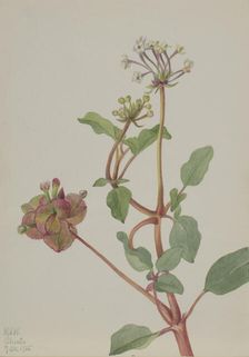 Untitled (Tripterocalyx pedunculatus), 1935. Creator: Mary Vaux Walcott