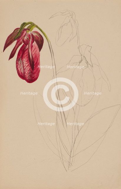 Untitled (Unfinished Sketch), n.d. Creator: Mary Vaux Walcott.