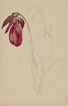 Untitled (Unfinished Sketch), n.d. Creator: Mary Vaux Walcott