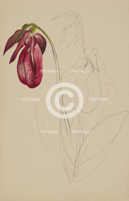 Untitled (Unfinished Sketch), n.d. Creator: Mary Vaux Walcott.