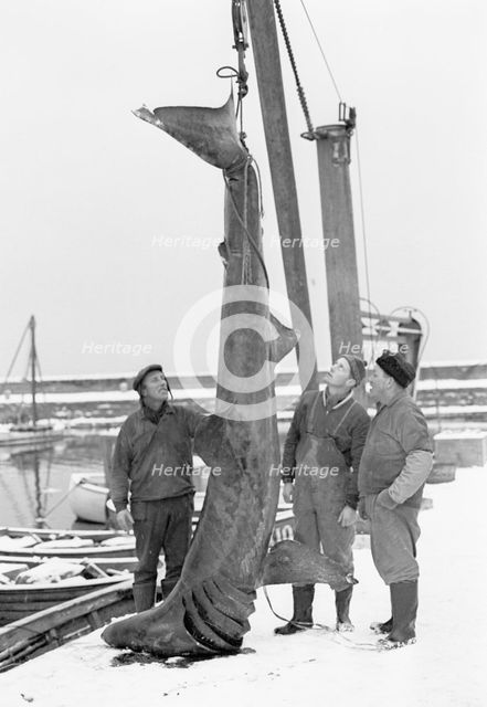 Unusual catch from the Öresund; a basking shark, Landskrona, Sweden, 1965. Artist: Unknown