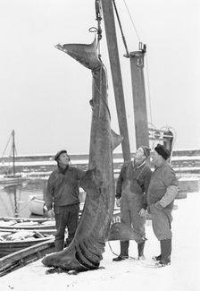 Unusual catch from the Öresund; a basking shark, Landskrona, Sweden, 1965