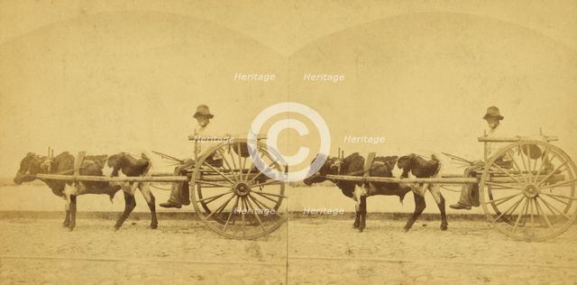 Uncle Lem, [Man in an oxcart], (1868-1900?). Creator: O. Pierre Havens.