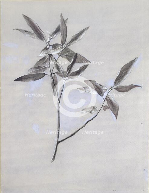 Under-surface of a dried Spray of Olive, gathered at Verona, after 1878. Artist: John Ruskin.