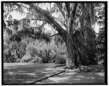 Under the oaks, Magnolia-on-the-Ashley, Charleston, S.C., c1907. Creator: Unknown