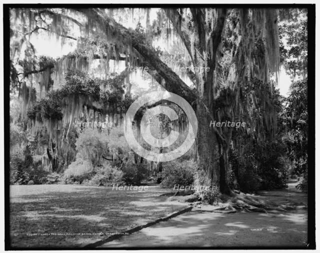 Under the oaks, Magnolia-on-the-Ashley, Charleston, S.C., c1907. Creator: Unknown.
