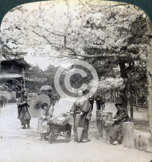 Under the cherry blossoms, looking northeast along the main avenue of Shiba Park, Tokyo, Japan, 1904Artist: Underwood & Underwood