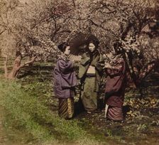 Under the Plum Blossoms, Sugita, Japan 1896