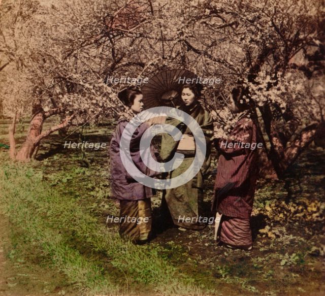 'Under the Plum Blossoms, Sugita, Japan', 1896. Artist: Unknown.
