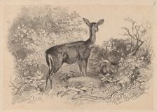 Une biche. Creator: Karl Bodmer