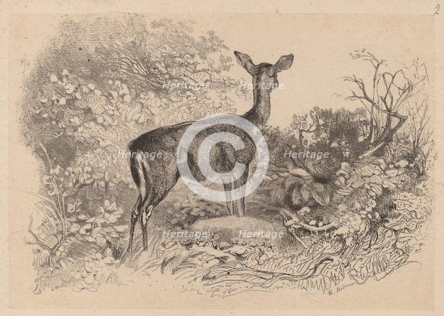 Une biche. Creator: Karl Bodmer.