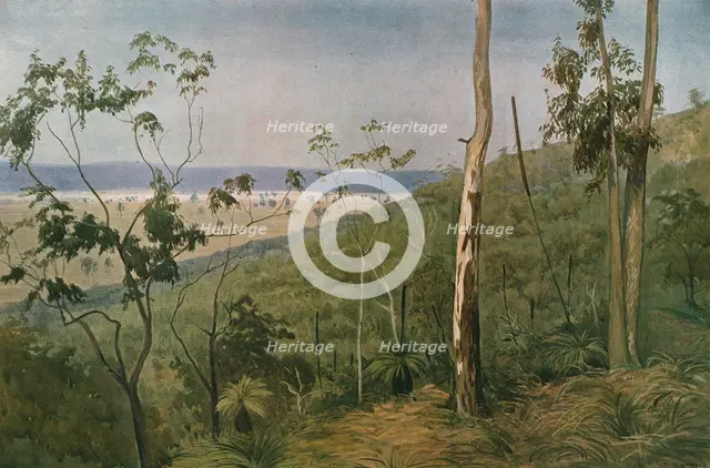 ''Une foret d'eucalyptus en Australie (Queensland); Les Terres Du Pacifique', 1914. Creator: Unknown.