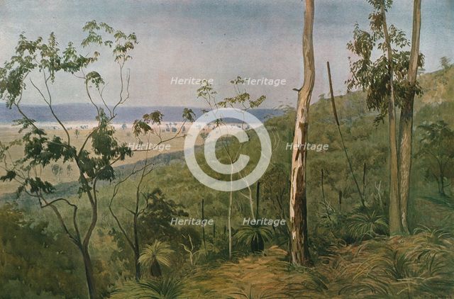 ''Une foret d'eucalyptus en Australie (Queensland); Les Terres Du Pacifique', 1914. Creator: Unknown.