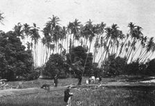 'Une plantation de cocotiers dans les iles Hawai; Les Terres Du Pacifique 1914. Creator: Unknown