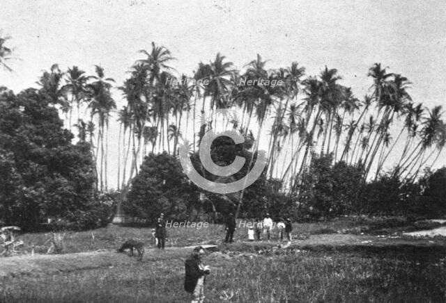''Une plantation de cocotiers dans les iles Hawai; Les Terres Du Pacifique', 1914. Creator: Unknown.