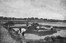 'Une riziere a Madagascar; Iles Africaines de la mer des Indes 1914. Creator: Unknown