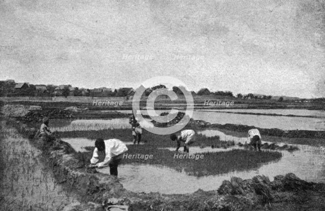 ''Une riziere a Madagascar; Iles Africaines de la mer des Indes', 1914. Creator: Unknown.