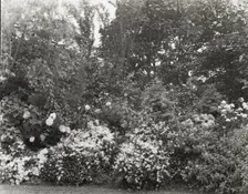 Unidentified garden, between 1910 and 1935. Creator: Frances Benjamin Johnston