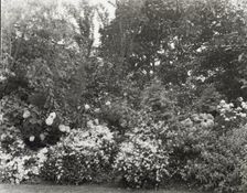 Unidentified garden, between 1910 and 1935. Creator: Frances Benjamin Johnston