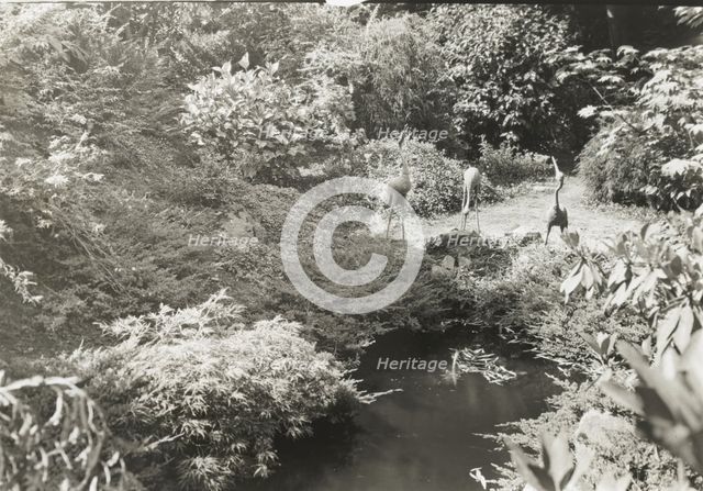 Unidentified garden, between 1920 and 1930. Creator: Frances Benjamin Johnston.