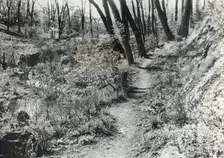 Unidentified garden or park, c1920. Creator: Frances Benjamin Johnston