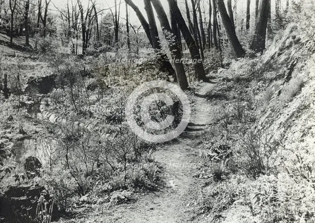 Unidentified garden or park, c1920. Creator: Frances Benjamin Johnston.