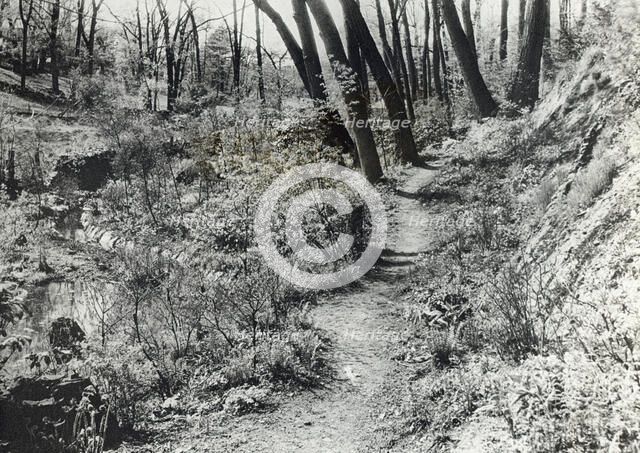 Unidentified garden or park, c1920. Creator: Frances Benjamin Johnston.