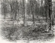 Unidentified garden or park, possibly "Ronaele Manor," Fitz Eugene Dixon house, Elkins Par..., c1920 Creator: Frances Benjamin Johnston