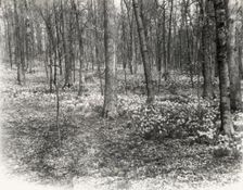 Unidentified garden or park, possibly "Ronaele Manor," Fitz Eugene Dixon house, Elkins Par..., c1920 Creator: Frances Benjamin Johnston