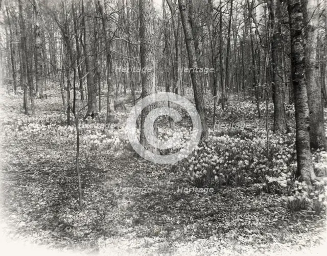 Unidentified garden or park, possibly "Ronaele Manor," Fitz Eugene Dixon house, Elkins Par..., c1920 Creator: Frances Benjamin Johnston.
