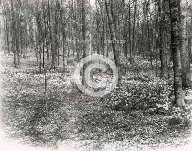 Unidentified garden or park, possibly "Ronaele Manor," Fitz Eugene Dixon house, Elkins Par..., c1920 Creator: Frances Benjamin Johnston.