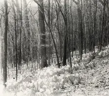 Unidentified garden or park, possibly "Ronaele Manor," Fitz Eugene Dixon house, Elkins Par..., c1920 Creator: Frances Benjamin Johnston