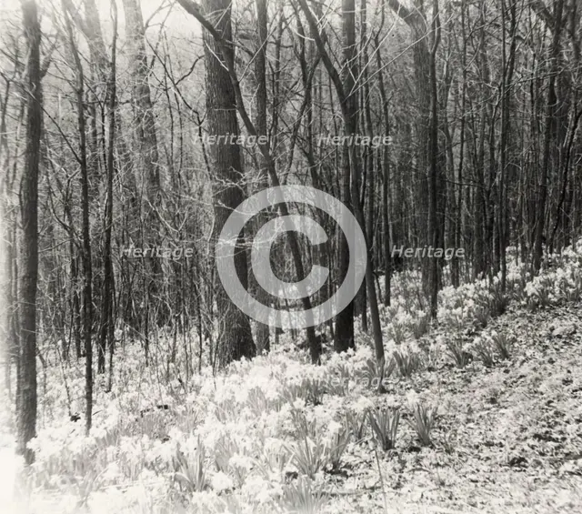 Unidentified garden or park, possibly "Ronaele Manor," Fitz Eugene Dixon house, Elkins Par..., c1920 Creator: Frances Benjamin Johnston.